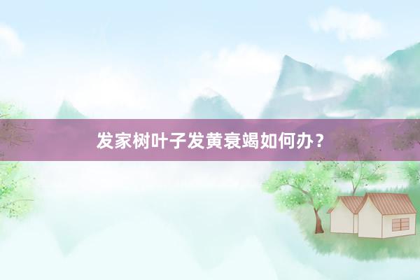 发家树叶子发黄衰竭如何办？