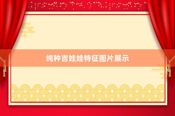 纯种吉娃娃特征图片展示